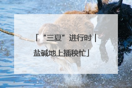 “三夏”进行时｜盐碱地上插秧忙
