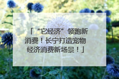 “它经济”领跑新消费！长宁打造宠物经济消费新场景！