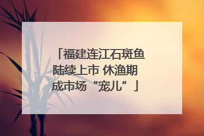 福建连江石斑鱼陆续上市 休渔期成市场“宠儿”