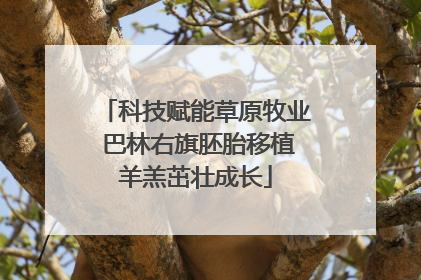 科技赋能草原牧业 巴林右旗胚胎移植羊羔茁壮成长