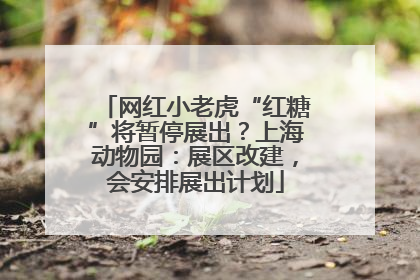 网红小老虎“红糖”将暂停展出？上海动物园：展区改建，会安排展出计划