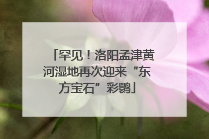 罕见！洛阳孟津黄河湿地再次迎来“东方宝石”彩鹮