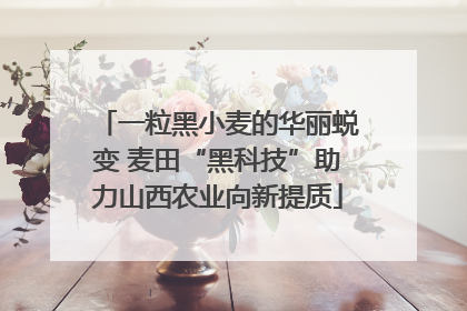 一粒黑小麦的华丽蜕变 麦田“黑科技”助力山西农业向新提质