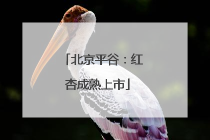 北京平谷：红杏成熟上市