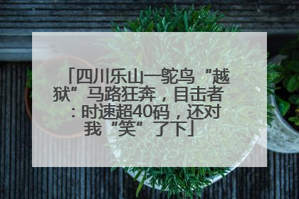 四川乐山一鸵鸟“越狱”马路狂奔，目击者：时速超40码，还对我“笑”了下
