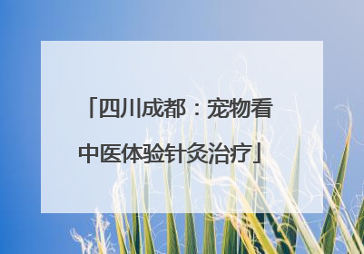 四川成都：宠物看中医体验针灸治疗