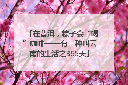 在普洱，粽子会“喝”咖啡——有一种叫云南的生活之365天