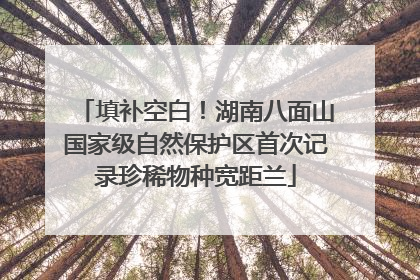 填补空白！湖南八面山国家级自然保护区首次记录珍稀物种宽距兰