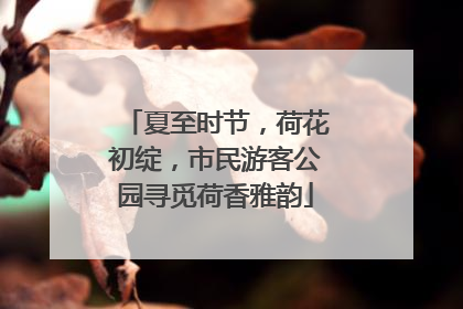 夏至时节，荷花初绽，市民游客公园寻觅荷香雅韵