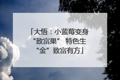 大悟：小蓝莓变身“致富果” 特色生“金”致富有方