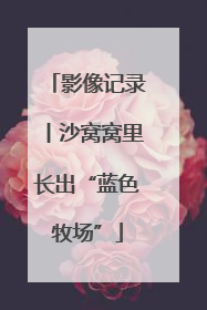 影像记录丨沙窝窝里长出“蓝色牧场”