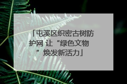 屯溪区织密古树防护网 让“绿色文物”焕发新活力