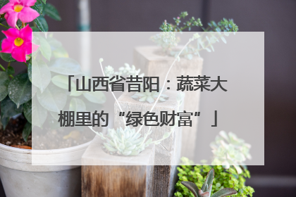 山西省昔阳：蔬菜大棚里的“绿色财富”