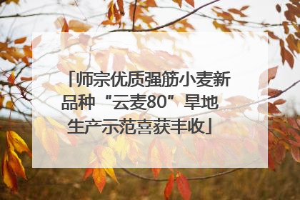 师宗优质强筋小麦新品种“云麦80”旱地生产示范喜获丰收