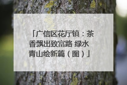 广信区花厅镇：茶香飘出致富路 绿水青山绘新篇（图）