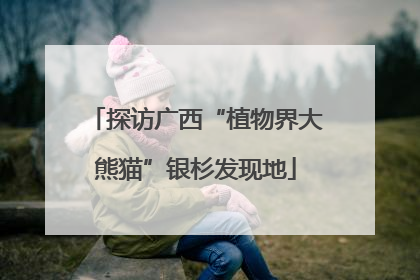 探访广西“植物界大熊猫”银杉发现地