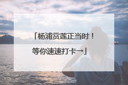 杨浦赏莲正当时！等你速速打卡→