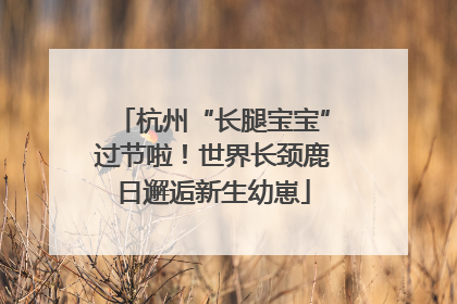 杭州“长腿宝宝”过节啦！世界长颈鹿日邂逅新生幼崽