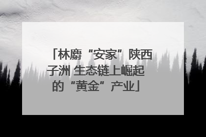 林麝“安家”陕西子洲 生态链上崛起的“黄金”产业