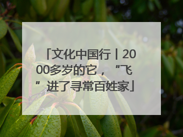 文化中国行丨2000多岁的它，“飞”进了寻常百姓家