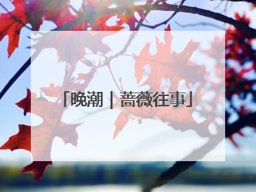 晚潮｜蔷薇往事
