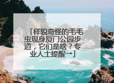 样貌奇怪的毛毛虫现身厦门公园步道，它们是啥？专业人士提醒→