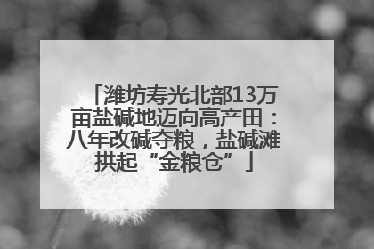 潍坊寿光北部13万亩盐碱地迈向高产田：八年改碱夺粮，盐碱滩拱起“金粮仓”