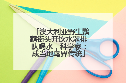 澳大利亚野生鹦鹉街头开饮水器排队喝水，科学家：成当地鸟界传统