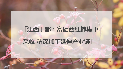 江西于都：富硒西红柿集中采收 精深加工延伸产业链