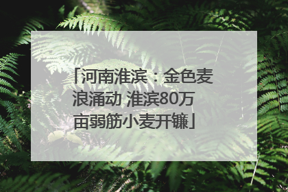 河南淮滨：金色麦浪涌动 淮滨80万亩弱筋小麦开镰