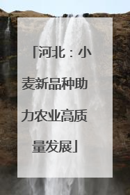 河北：小麦新品种助力农业高质量发展
