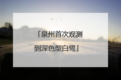 泉州首次观测到深色型白鹭