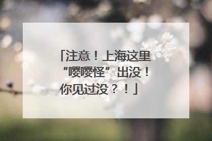 注意！上海这里“嘤嘤怪”出没！你见过没？！