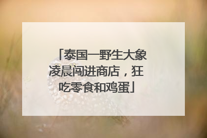 泰国一野生大象凌晨闯进商店，狂吃零食和鸡蛋