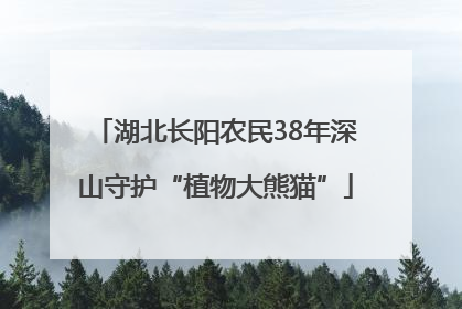湖北长阳农民38年深山守护“植物大熊猫”