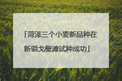 菏泽三个小麦新品种在新疆戈壁滩试种成功