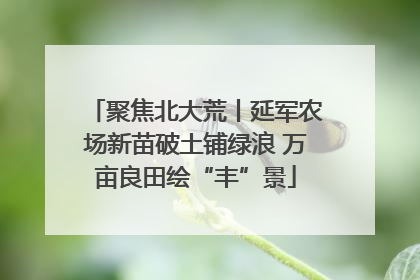 聚焦北大荒丨延军农场新苗破土铺绿浪 万亩良田绘“丰”景