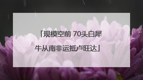 规模空前 70头白犀牛从南非运抵卢旺达