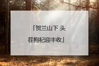 贺兰山下 头茬枸杞迎丰收