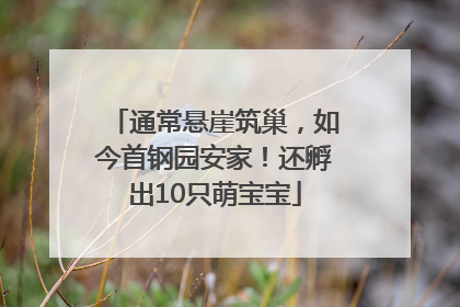 通常悬崖筑巢，如今首钢园安家！还孵出10只萌宝宝
