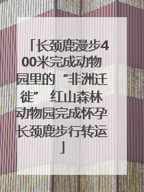 长颈鹿漫步400米完成动物园里的“非洲迁徙” 红山森林动物园完成怀孕长颈鹿步行转运