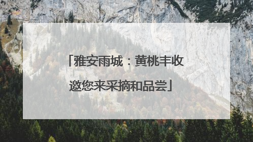 雅安雨城：黄桃丰收 邀您来采摘和品尝