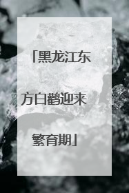 黑龙江东方白鹳迎来繁育期