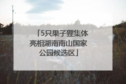 5只果子狸集体亮相湖南南山国家公园候选区